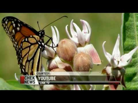 Monarch Butterflies