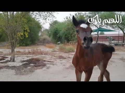 FILLY BY PROMETHEUS CW