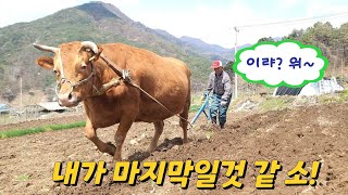 (아부지생각) 80 넘은 나이에도 소쟁기질 하는 산골마을  어르신