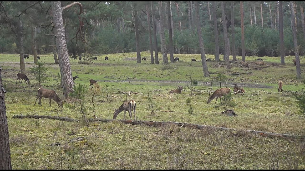 Wildcam Het Nationale Park De Hoge Veluwe