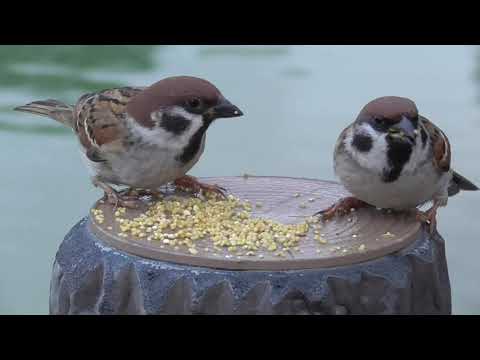 餌を貰いに来るすずめ達 20211110pm 13（天満宮）