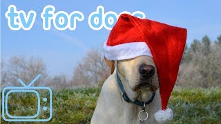 ChristmasTVforDogs!DogTVChristmasBeachWalkwithMusic!