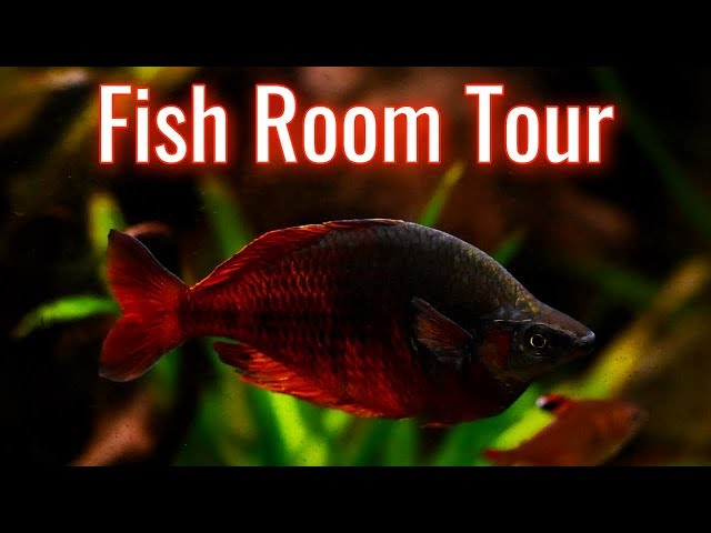 Fish Room Update/Tour