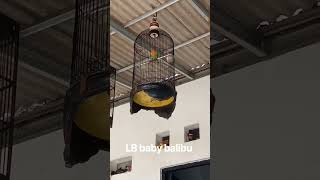 Download lagu LB Baby balibu mp3