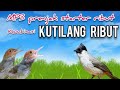 MP3 Prenjak Starter Ribut Kombinasi Kutilang Ribut Untuk Pikat Burung Kecil