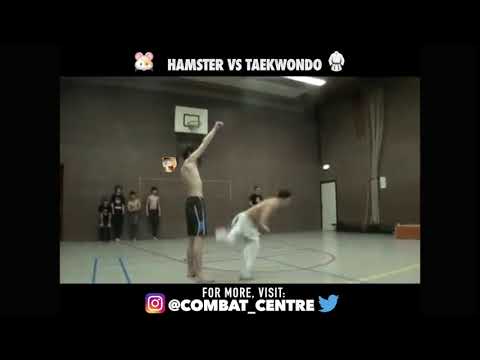 Hamster Vs Taekwondo