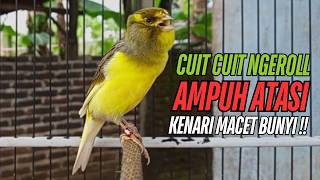 Download lagu SUARA Kenari GACOR PANJANG Pancingan & masteran Kenari Paud AGAR gacor AMPUH Kenari MACET bunyii mp3