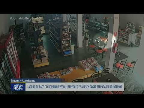 Cachorro entra em padaria de Caturai e sai carregando um pacote de pão