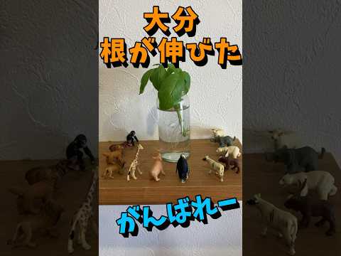 低木バジル 植物