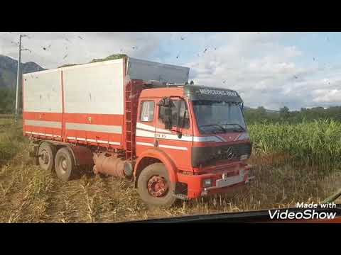 Trinciato 2021/Claas Jaguar 840+Kemper 4500 F.lli Andreatta.