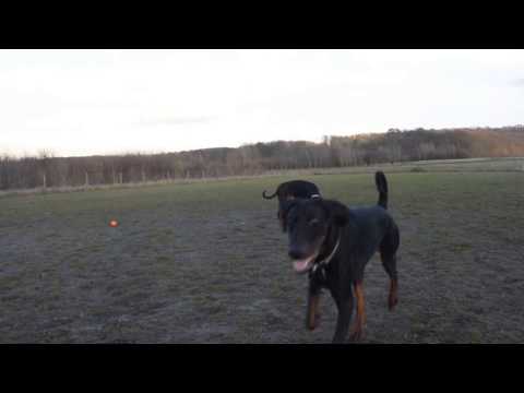 3 Dobermans