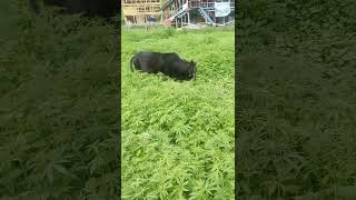 Download lagu cow eating cannabis or ganja in Himachal😱 mp3