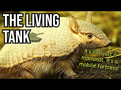 The Living Tank : The Indestructible Armadillo