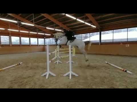 Cellestial   Gardeluan II, hannoverian gelding * 2013