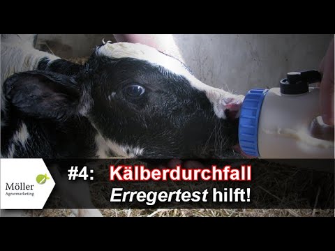 Wichtig bei Kälberdurchfall: Wie du den richtigen Erreger ermittelst! #4 von 9  mit Alpuro Breeding