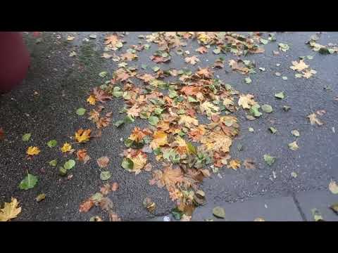 Discover Rainy Autumn 🍂 in Helsinki with Leaves on Street in 13 seconds #autumn #helsinki #finland
