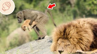 [問卦] 不google說出三種猴子的品種