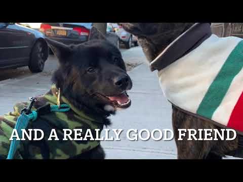 Judy, an adopted Samoyed & Spitz Mix in Long Island City, NY_image-1