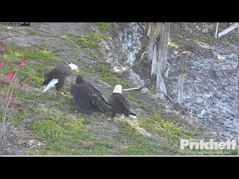 SWFL Eagles ~ E19 Finds Harriet At The Pond Eating A Fish & Claims It! Mom Takes A Bath! 💕 4.22.22