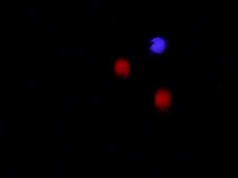 LED Poi