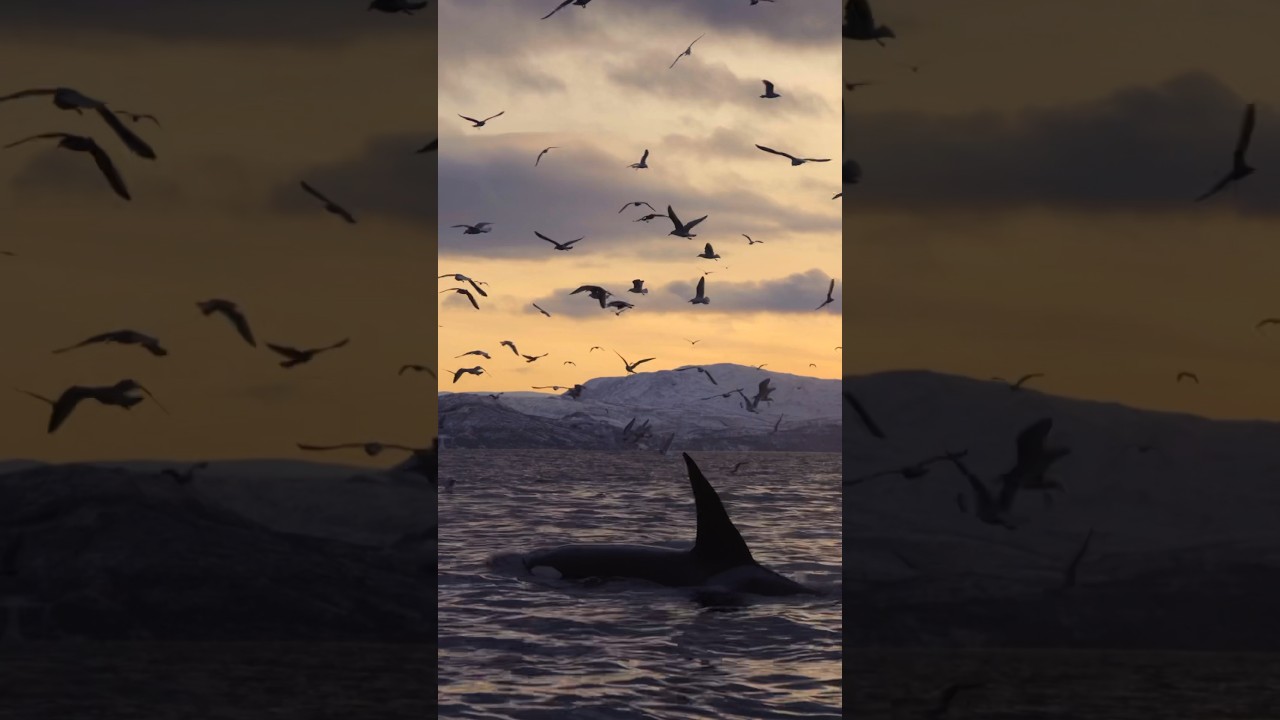 YouTube Short thumbnail