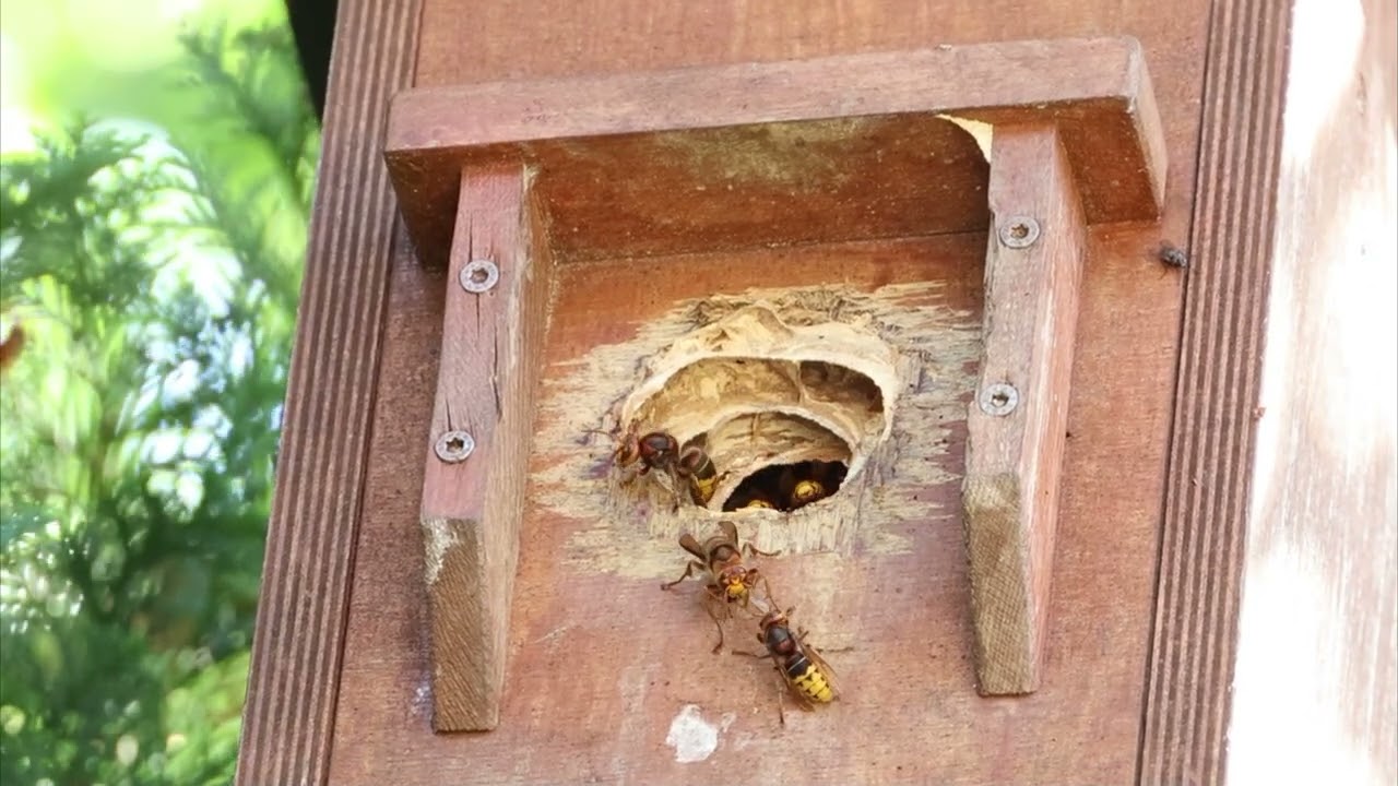 Hornissennest im Nistkasten | 19.08.2025