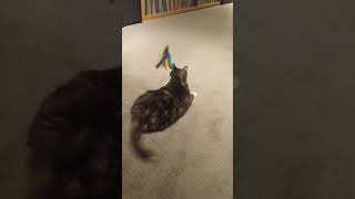 Molly, our obese cat - exercising. she thinks it's a bird. the only toy she's ever played with.