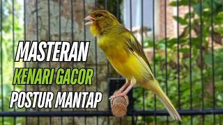 Download lagu Masteran Kenari Gacor Paling Ampuh & Respon Cepat!! kenari macet bunyi Langsung Nyaut mp3