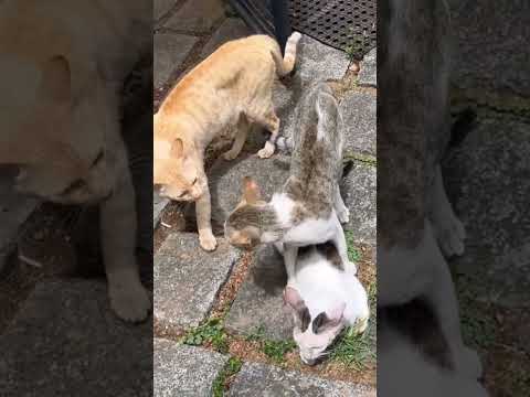 Angry male cats argument for female cat|Cats Fighting |03