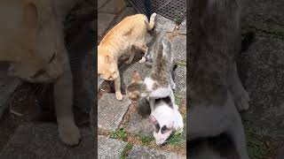 Angry male cats argument for female cat|Cats Fighting |03