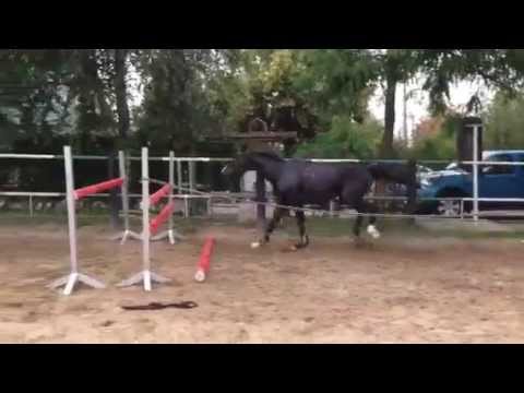 Eladó Magyar Sportló kanca kiváló ugrókészséggel