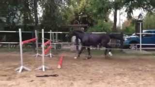 Eladó Magyar Sportló kanca kiváló ugrókészséggel