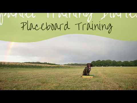 Gundog Training - Introduction to the placeboard