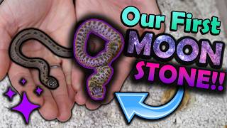 We Hatched Our First MOONSTONE Hognose!!