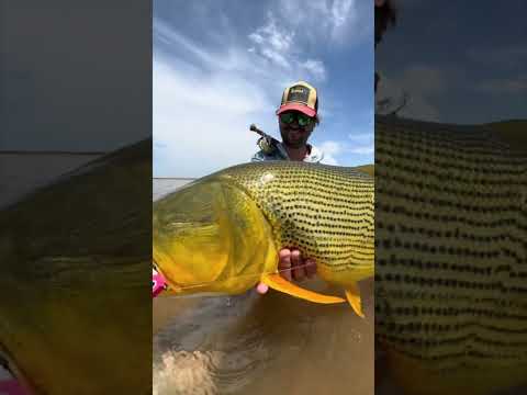 BIG Golden Dorado! 💪🏽🎣🇦🇷