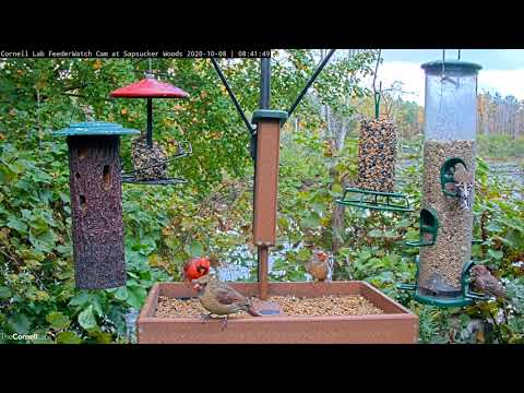 House Finch And Cardinals Bring Warm Tones To Cornell Feeders – Oct. 8, 2020