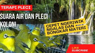 Download lagu TERAPI PLECI SUARA AIR DAN PLECI KOLONI CEPET NGEW... mp3