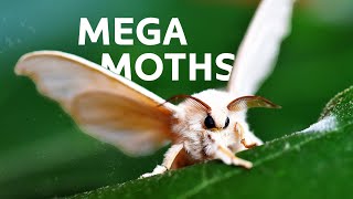 Unravelling The Mysteries Behind These Unique Butterflies And Mega Moths | Insect Documentary