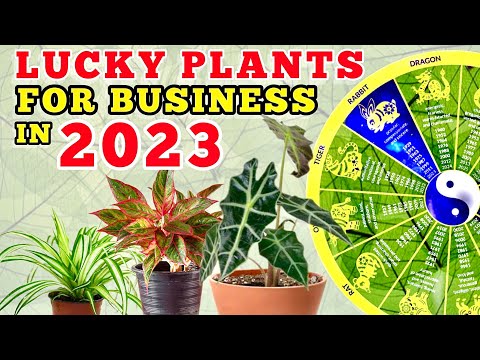 , title : '10 LUCKY PLANTS FOR BUSINESS IN 2023 | 10 Swerteng halaman para sa negosyo at pera'