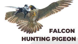 PEREGRINE FALCON CATCHING PIGEONS..