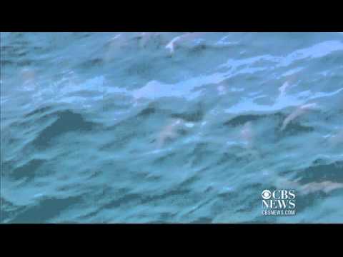 Large school of sharks spotted off Australian coast