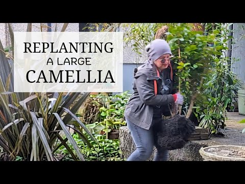 182. Large Camellia Plant Relocation & Feb Garden Update