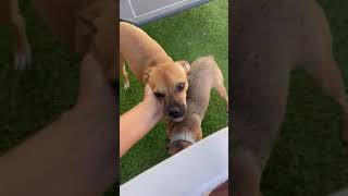 Video preview image #1 Chihuahua-Unknown Mix Puppy For Sale in Chandler, AZ, USA