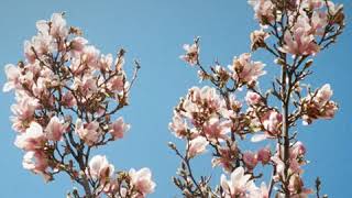 Derin Falana - Meditate