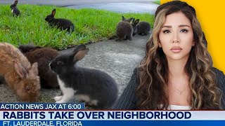 Hundreds of Rabbits Take Over Florida Neighborhood; CuddleBunny Chicago Shuts down