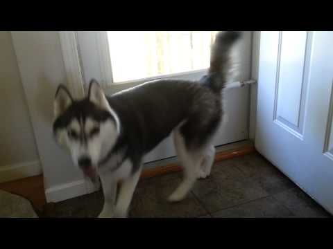 Frustrated Husky Video