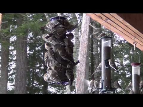 Common Redpolls invade.