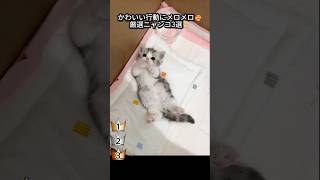 かわいい行動にメロメロ🥰厳選ニャンコ3選🐈