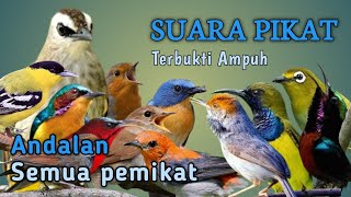 Download lagu SUARA PIKAT BURCIL ANDALAN SEMUA PEMIKAT  mp3