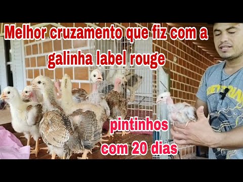 Esse foi o melhor cruzamento com a galinha Label rouge, pintinhos com 20 dias me surpreendi